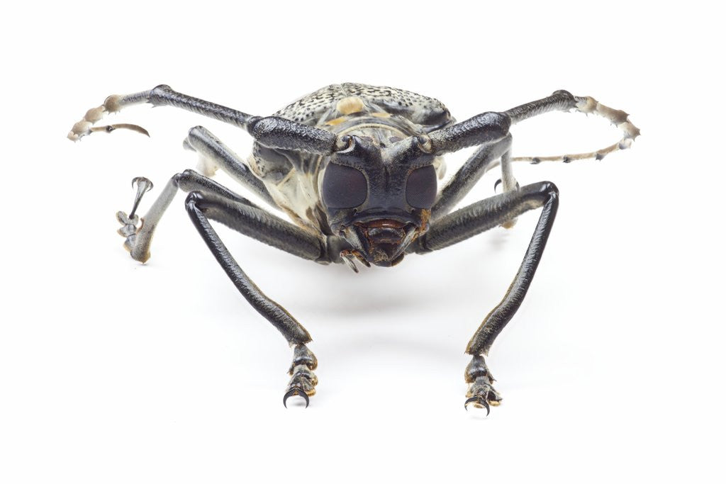 Detail of Horned beetle Rosenbergia straussi close-up view head on by Anonymous