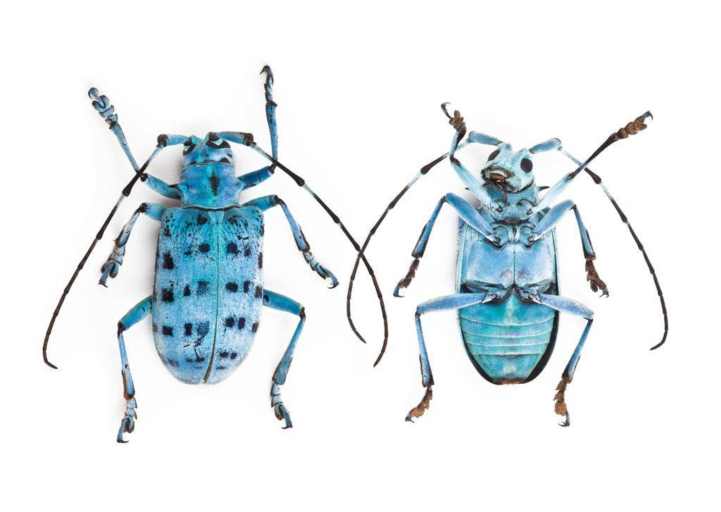 Detail of Horned Beetle Pseudomyagrus waterhousei in light blue coloration showing the top and underside by Anonymous