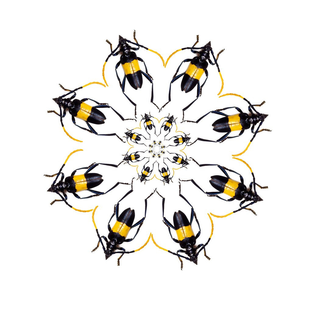 Detail of Pachyteria sumatrana long horn beetle circular design by Anonymous