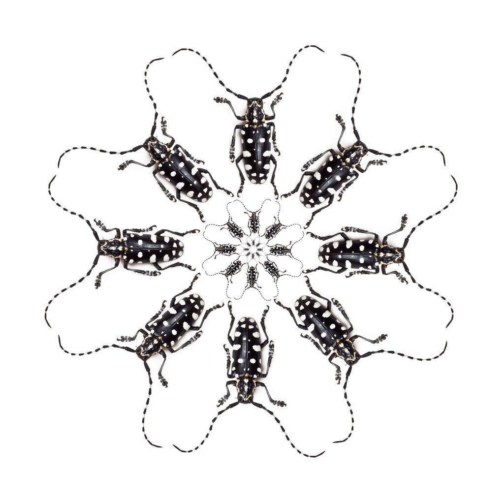 Detail of Circular Long Horn Beetle Design of Threnetica lacrymans by Anonymous