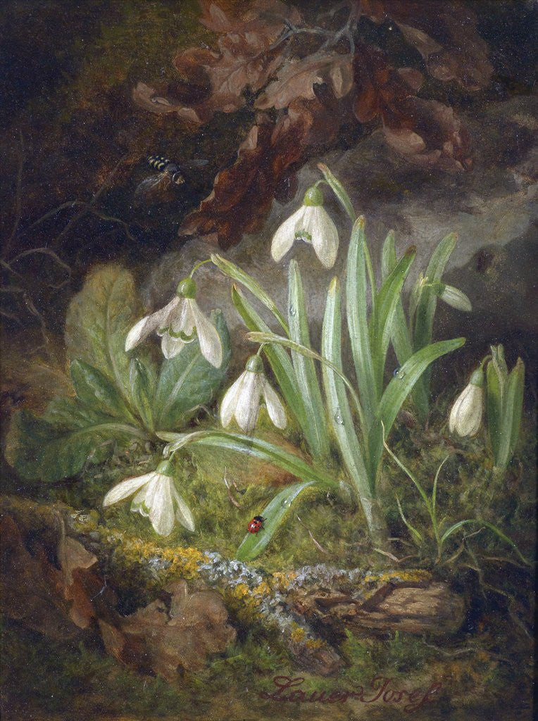 Detail of Forest Floor with Snowdrops by Josef Lauer
