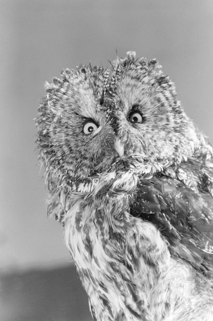 Detail of Great gray owl strix nebulosa staring at camera by Corbis