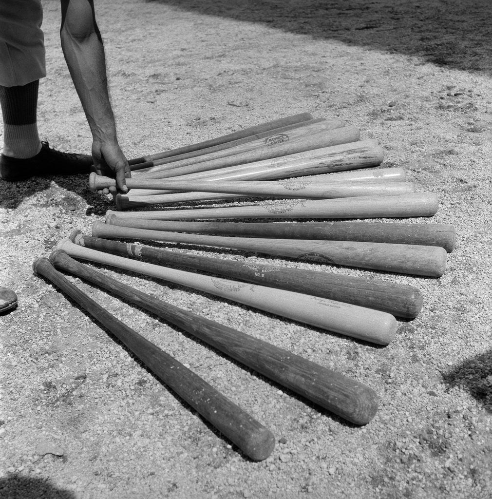 Detail of 1950s baseball player selecting from a variety of bats by Anonymous