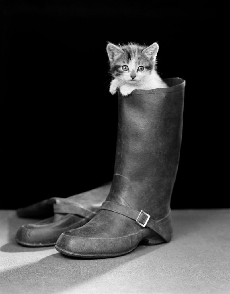 Detail of 1950s puss in boots cute kitten climbing out of man's boot looking at camera by Anonymous