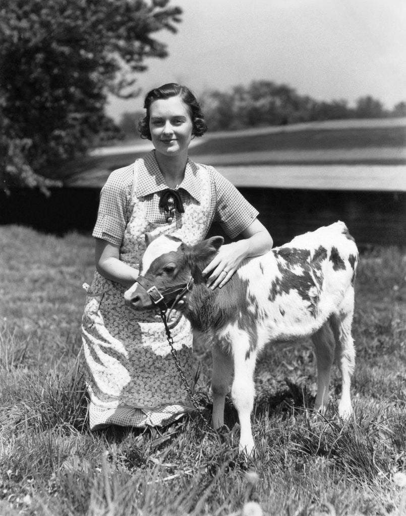 Detail of 1940s 1950s farm woman in apron kneeling in the grass with young jersey calf by Corbis