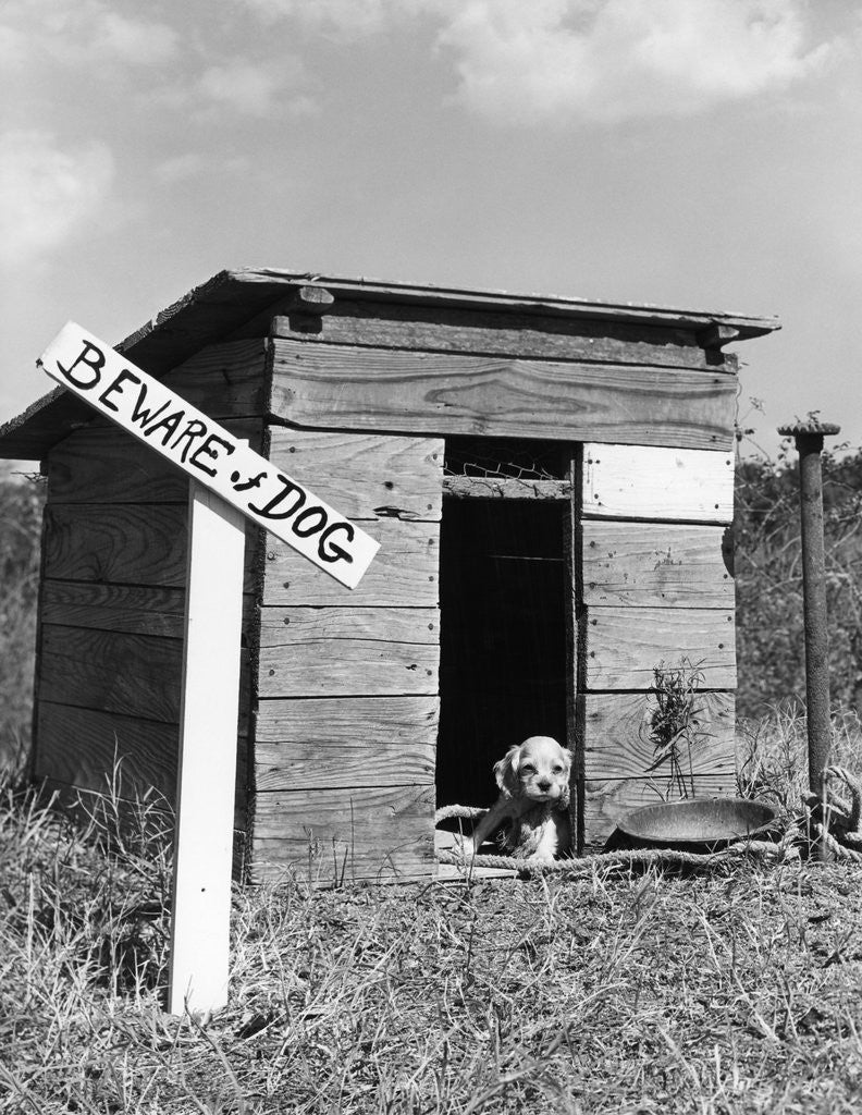 Detail of 1950s cocker spaniel puppy in doghouse with beware of dog sign by Anonymous