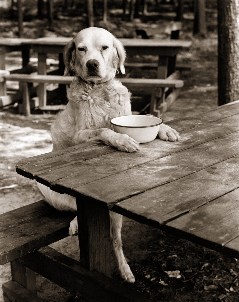 1930s dog mixed breed sitting like human being at outdoor picnic table by Corbis