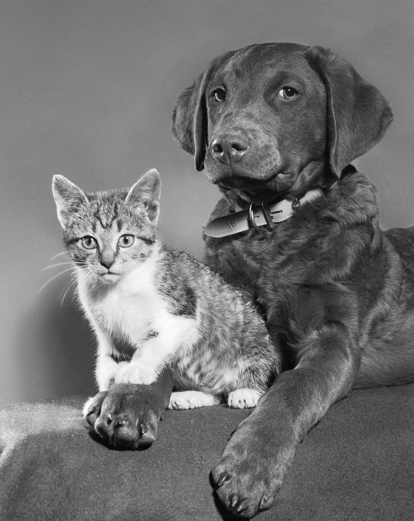 Detail of 1950s portrait of lab mix dog lying down with kitten sitting on paw by Corbis