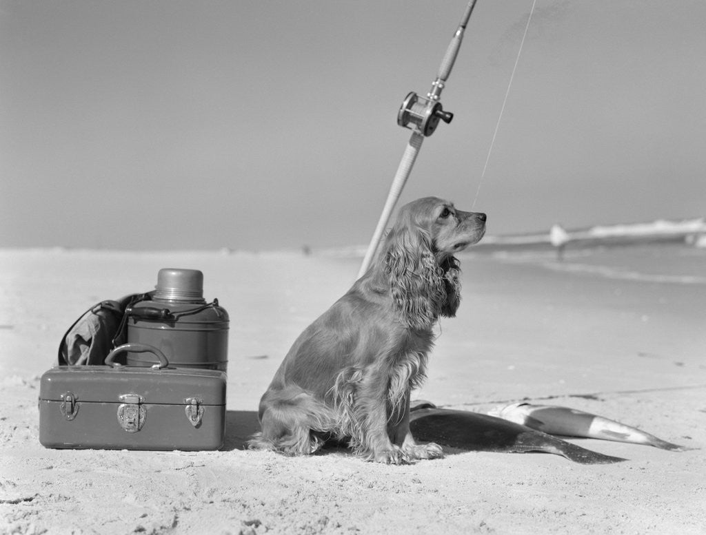 Detail of Cocker spaniel dog standing guard over two caught fish and fishing equipment by Anonymous