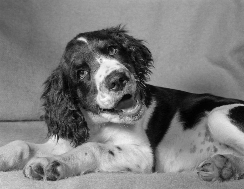 Detail of 1950s springer spaniel lying down with head cocked & mouth open looking at camera by Anonymous