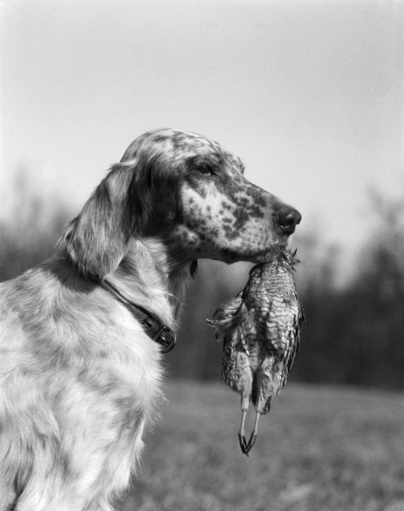 Detail of 1920s english setter holding retrieved bird in mouth by Anonymous