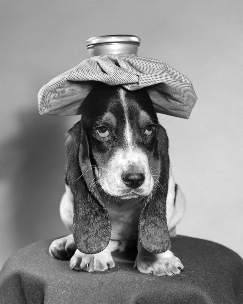 Detail of Bassett hound dog with ice pack on head by Corbis