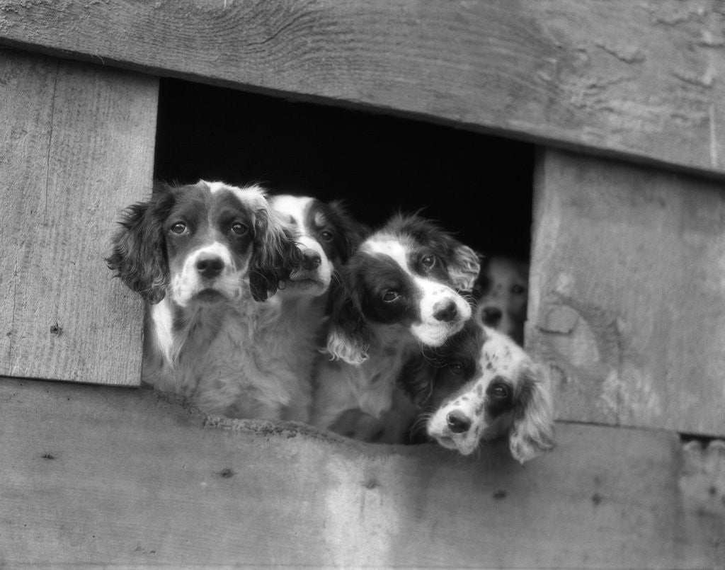 Detail of 1920s 1930s group of english setter pups with heads sticking out of opening in kennel looking at camera by Anonymous