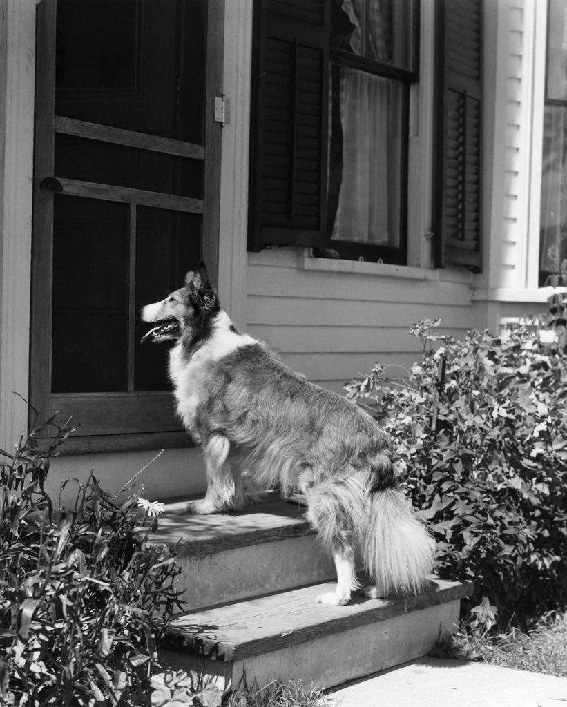 Detail of 1930s rough scotch collie dog standing on back doorstep of house waiting to be let in by Anonymous