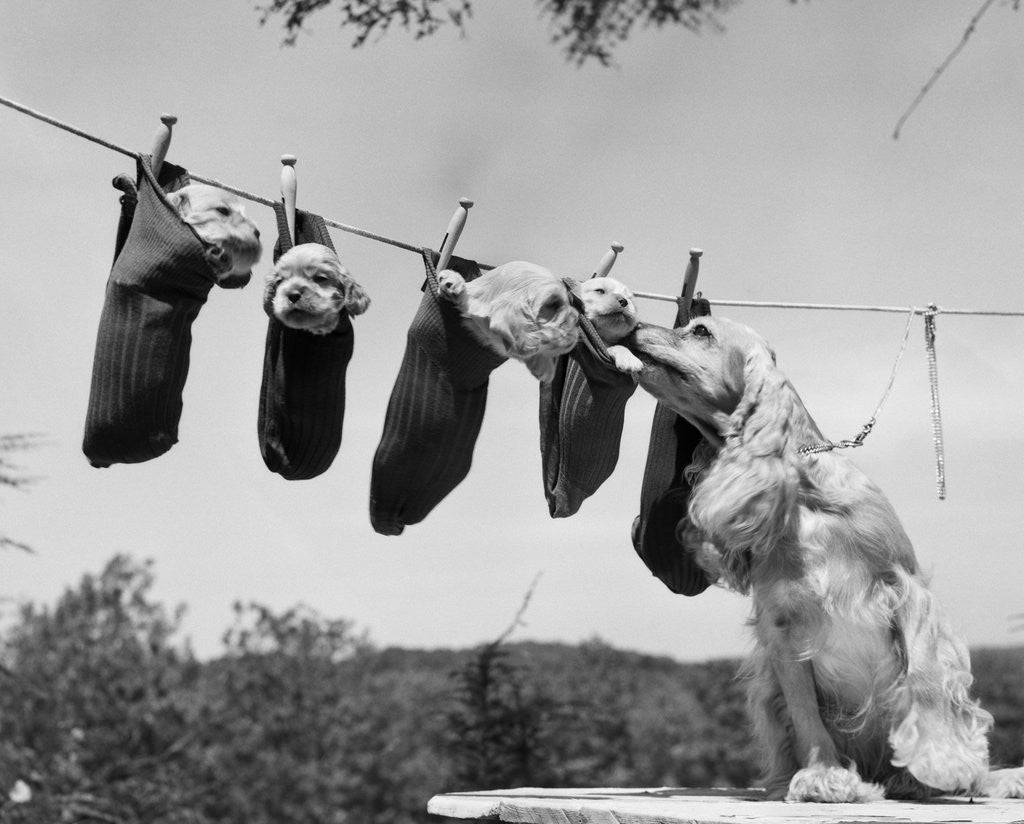 Detail of 1950s mother cocker spaniel tending her 4 puppies hanging in socks on a laundry clothesline by Anonymous