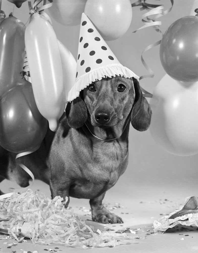 Detail of 1960s dachshund wearing polka dot party hat by Anonymous