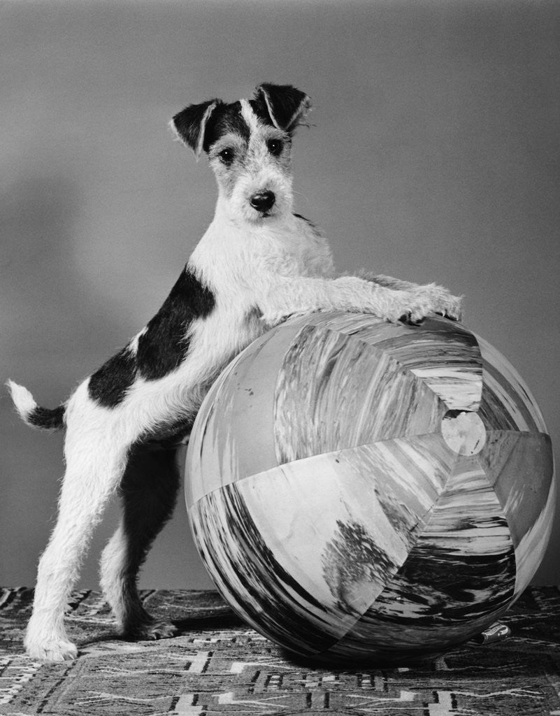 Detail of 1940s terrier in playful pose front paws up on large ball ready to play by Anonymous