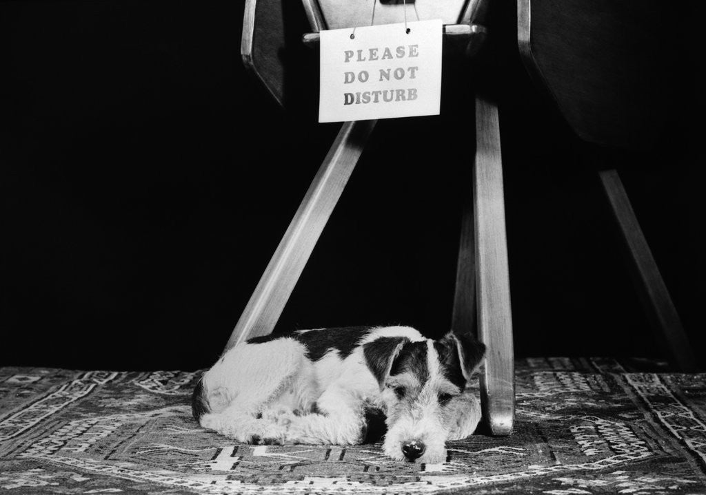 Detail of 1930s 1940s wire fox terrier dog lying curled up on oriental carpet under table looking at camera by Anonymous