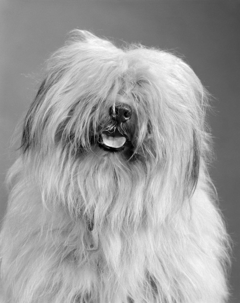 Detail of 1960s portrait of old english sheepdog with hair covering eyes & tongue barely hanging out looking at camera by Corbis