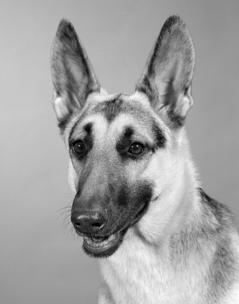 Detail of 1960s portrait of young alert german shepherd dog looking at camera by Corbis