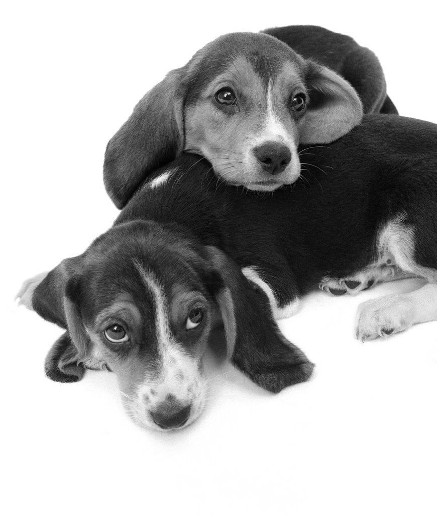 Detail of 1960s two adorable sad eyed beagle puppies lying one on top the other by Anonymous
