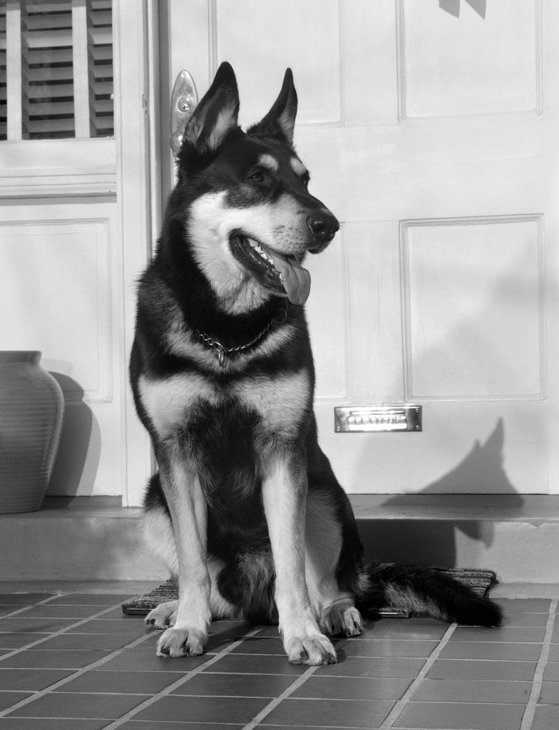 Detail of 1950s german shepherd dog sitting outside front door of home guard security protection by Corbis