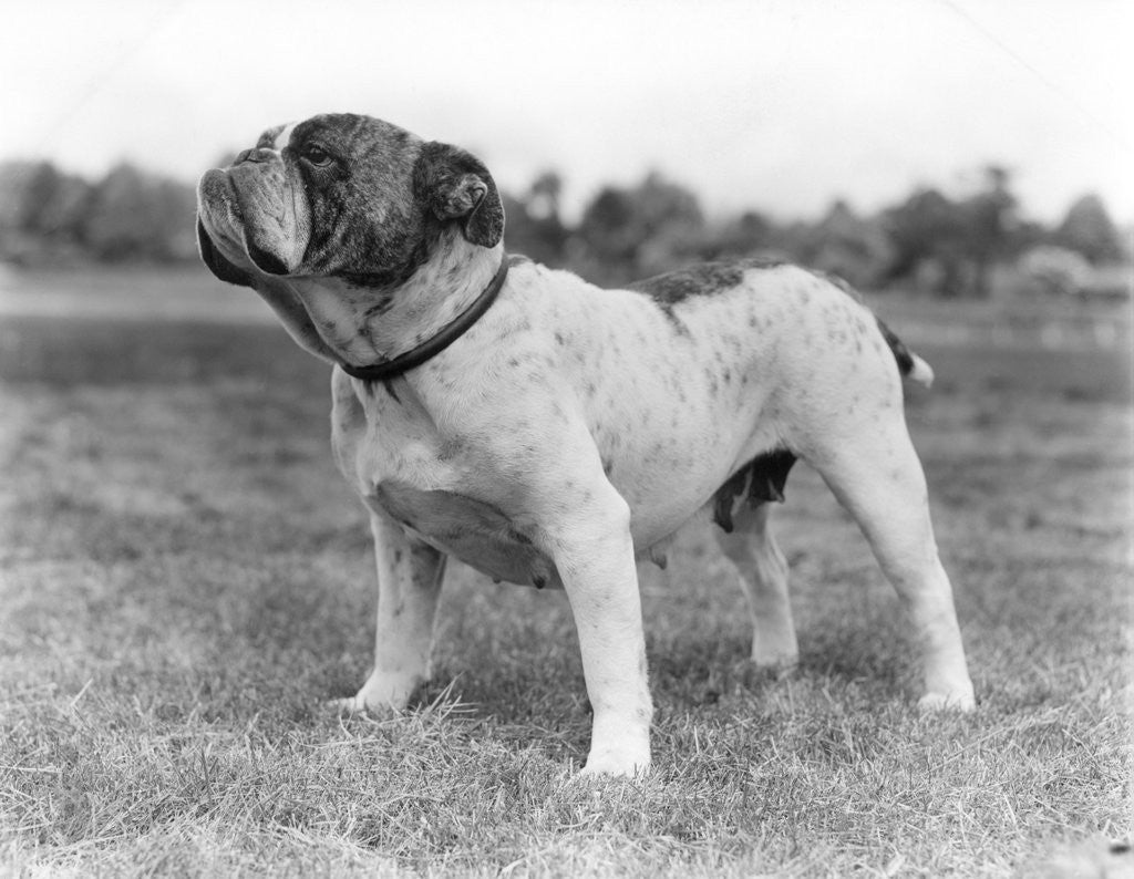Detail of 1930s stubborn strong bull dog standing full figure in profile outdoors in grass by Anonymous