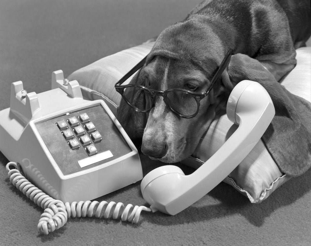 Detail of 1960s basset hound wearing human eye glasses lying on pillow talking on telephone push button by Anonymous