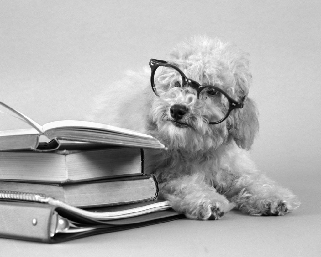 Detail of 1950s white poodle wearing black eye glasses sitting beside a pile of school books by Anonymous
