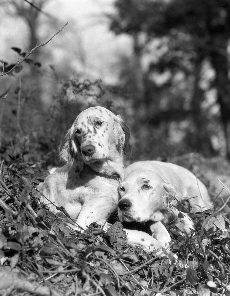 Detail of 1920s two sweet english setters laying in grass by Corbis