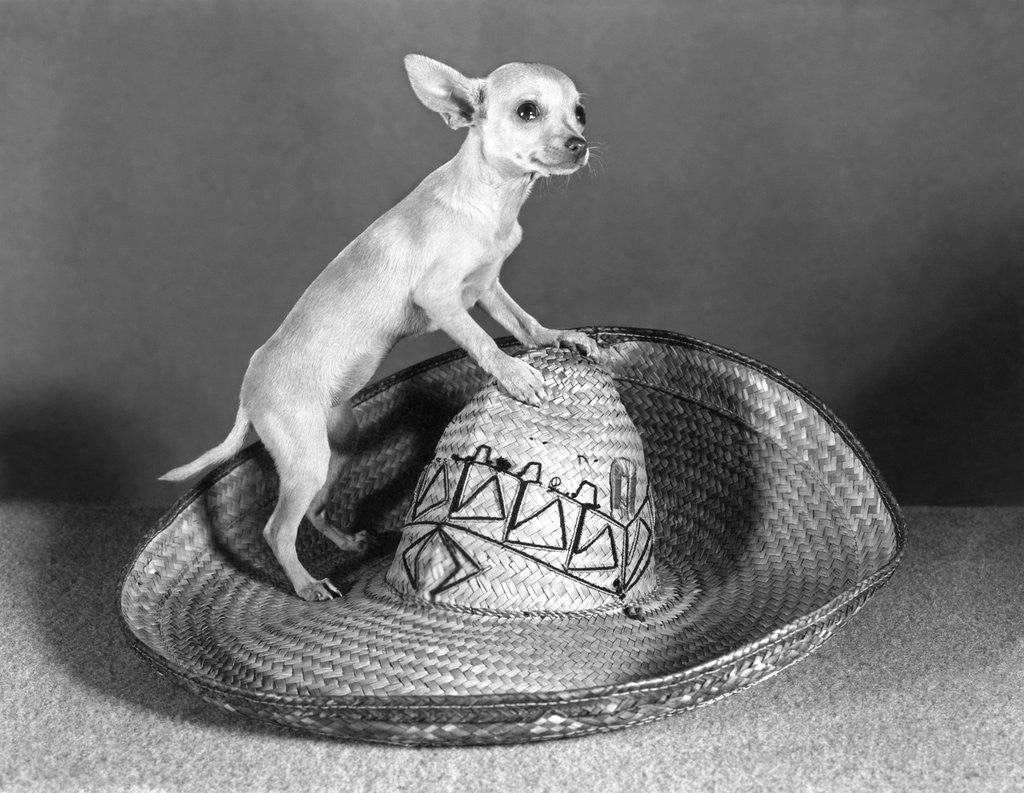 Mexican chihuahua standing on top of a straw sombrero tiny small dog big hat by Corbis