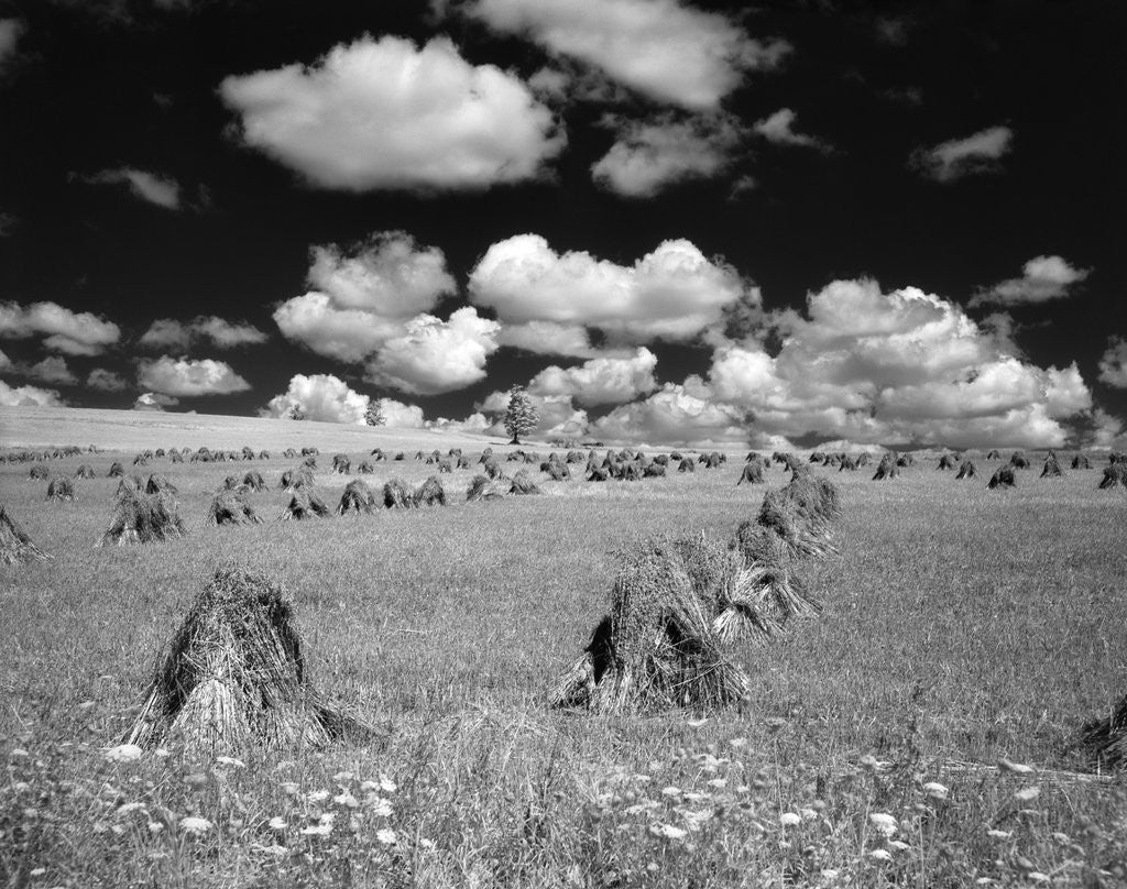 Detail of 1950s farm scene with stacks of harvested wheat sky with puffy clouds by Corbis