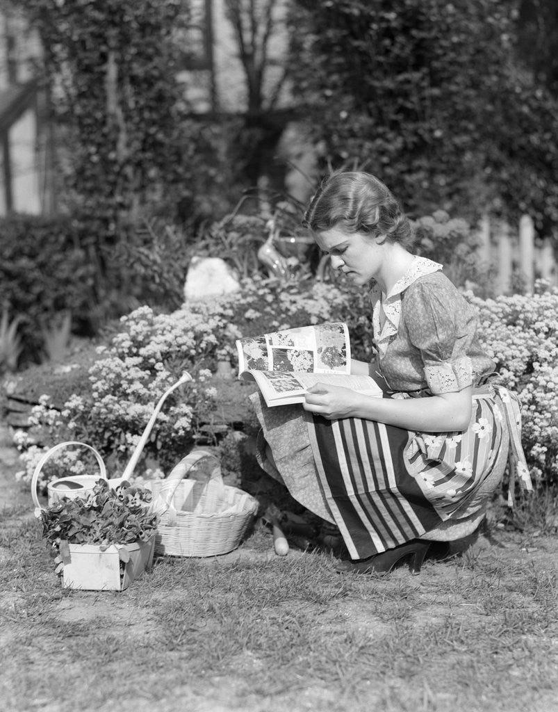 Detail of 1930s 1940s woman dressed in print dress striped apron kneeling in flowers garden reading a gardening manual by Corbis