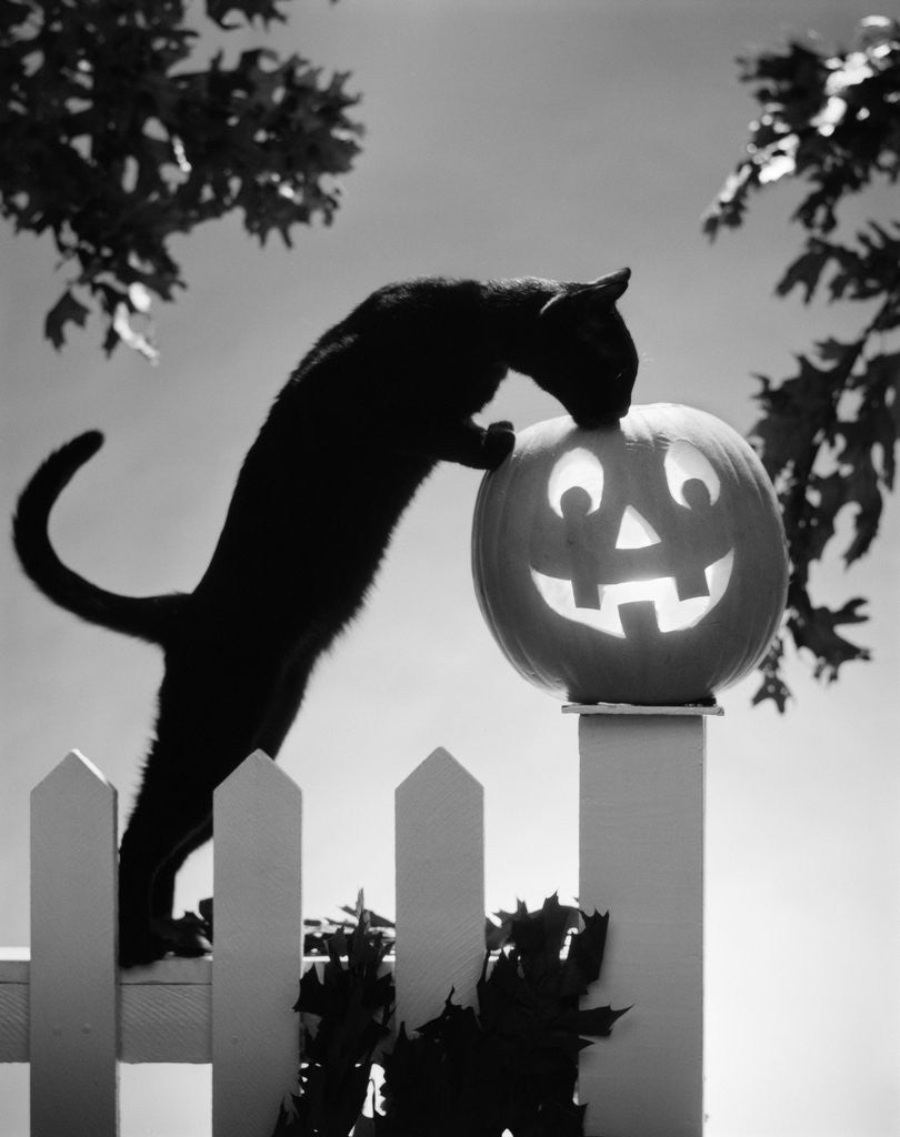 Detail of 1970s black cat and jack-o'-lantern on fence by Corbis