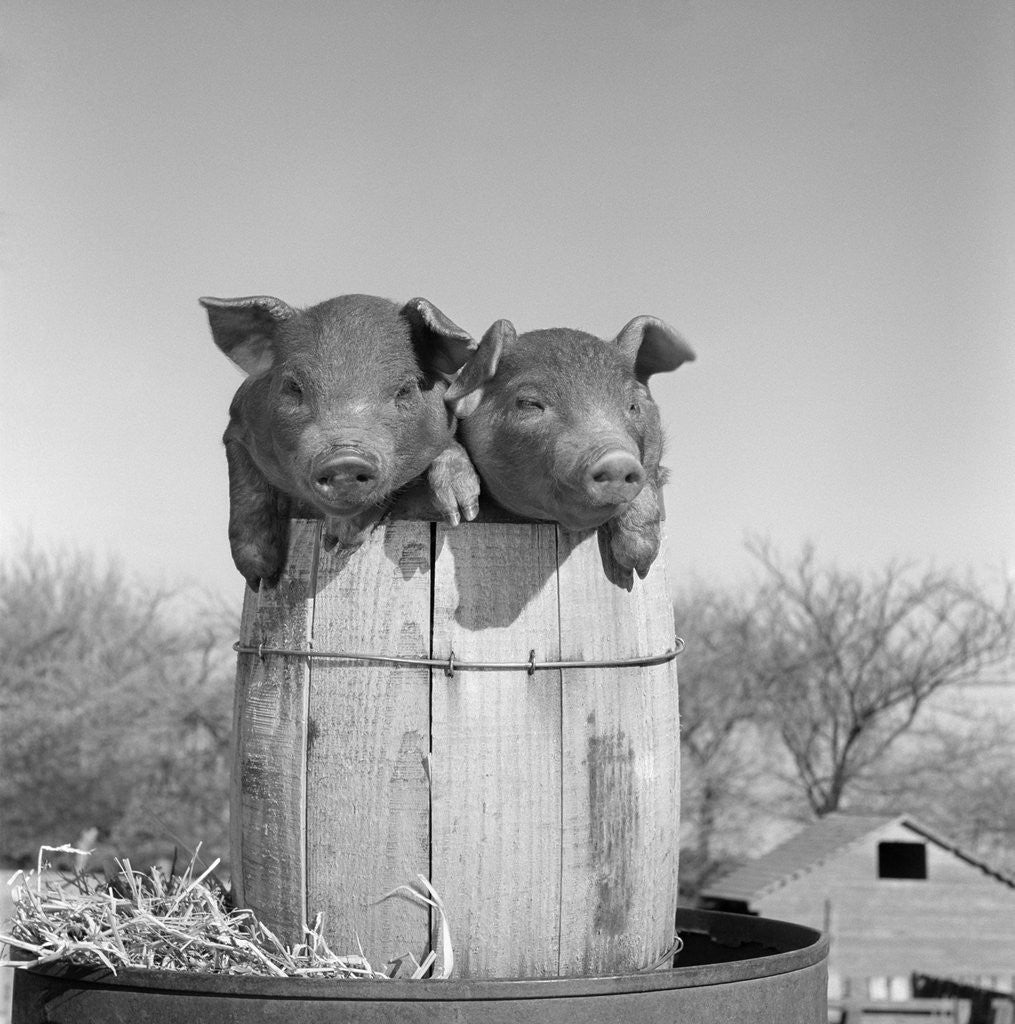 Detail of 1950s two duroc pigs piglets in a nail keg barrel farm barn in background pork barrel cute by Corbis
