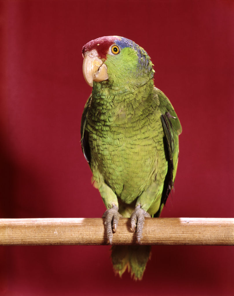Detail of 1960s green parrot with red blue feather cap on a perch looking at camera by Anonymous