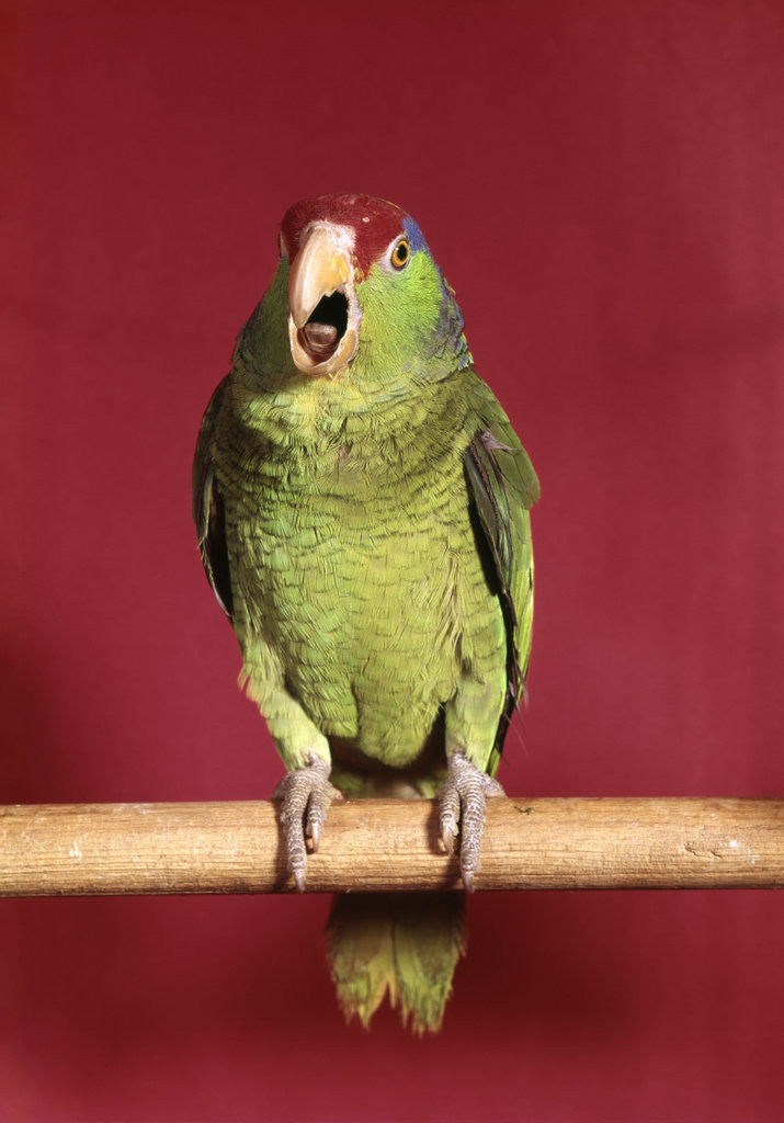 Detail of 1960s green parrot with red and blue cap sitting on perch talking looking at camera by Anonymous