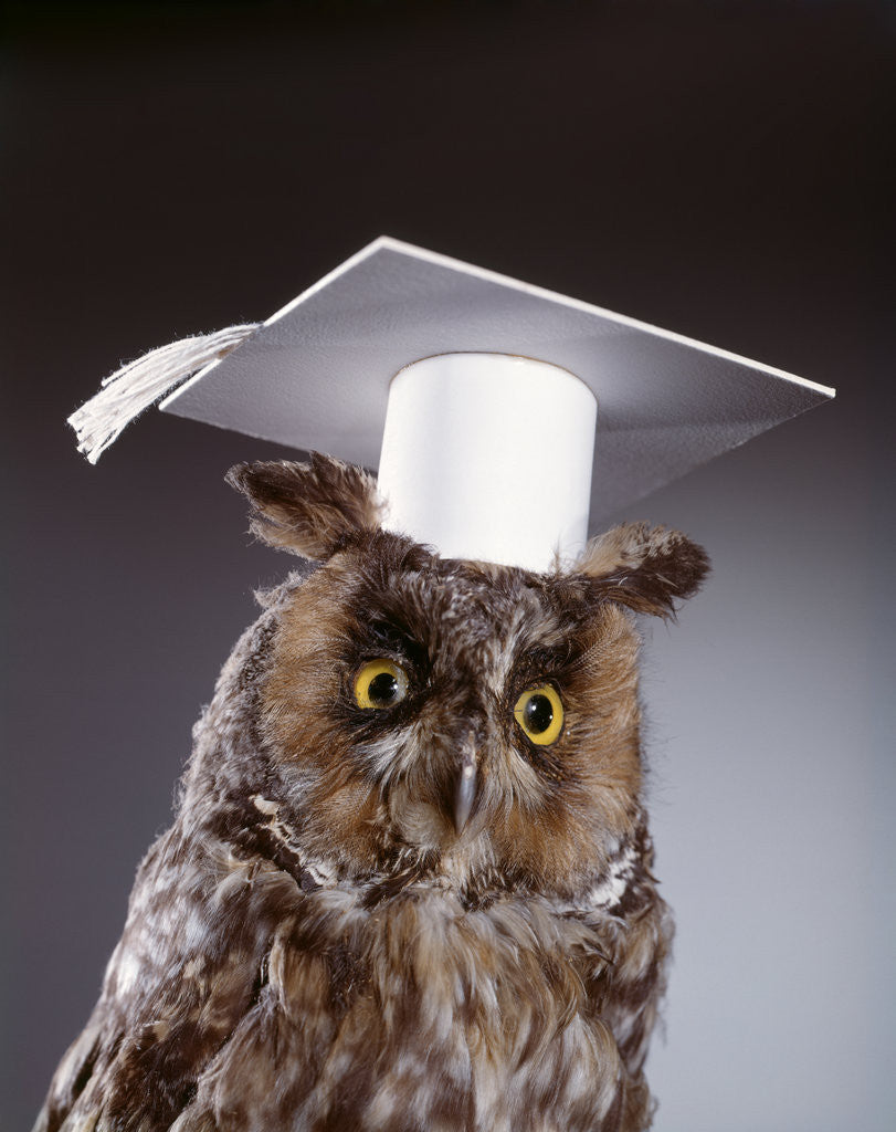 Detail of 1990s wise old owl wearing white mortarboard graduation cap by Anonymous