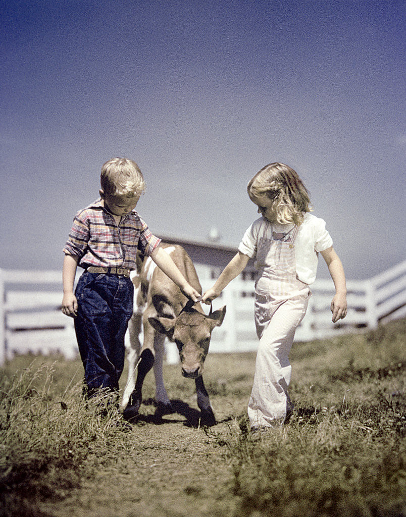 Detail of 1940s 1950s boy girl leading young calf on farm by Anonymous