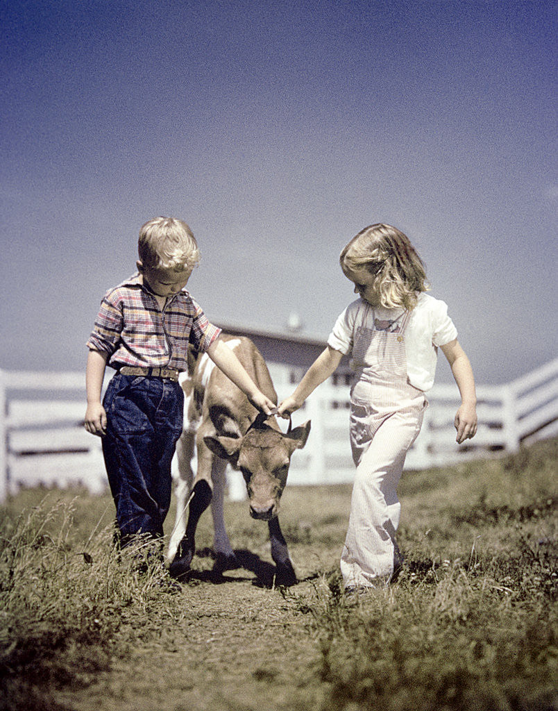 Detail of 1940s 1950s boy girl leading young calf on farm by Corbis