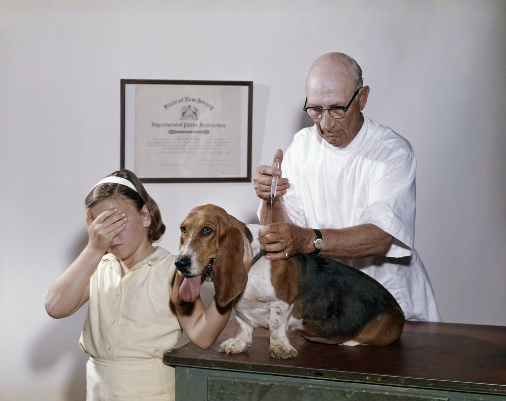 Detail of 1960s little girl hiding eyes with as pet basset hound gets injection from veterinarian by Anonymous
