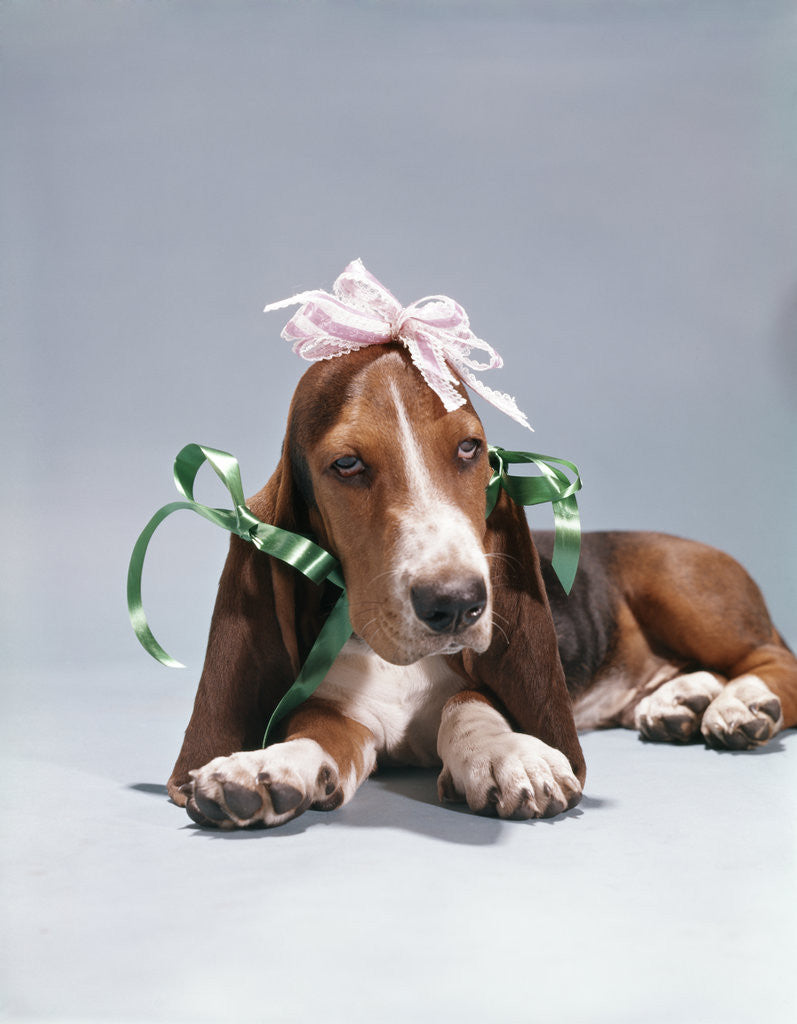 Detail of 1960s funny hound dog wearing ribbon bows by Anonymous