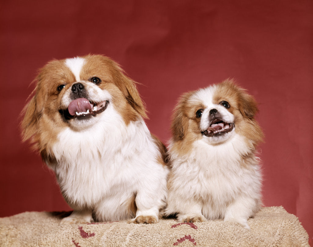 Detail of 1970s two pekinese dogs brown and white big little leaning tongues out cute looking at camera by Anonymous