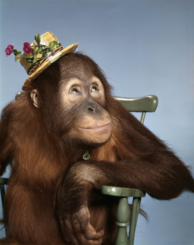 Detail of 1960s orangutan wearing straw hat sitting in chair by Anonymous