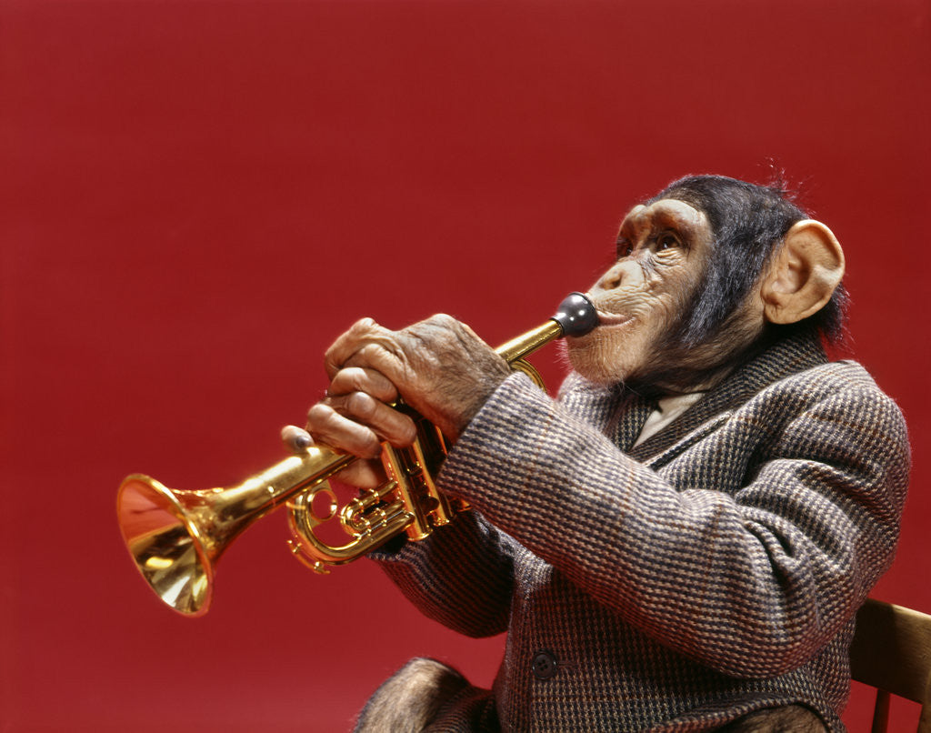Detail of 1960s monkey chimpanzee wearing suit and tie playing trumpet by Corbis