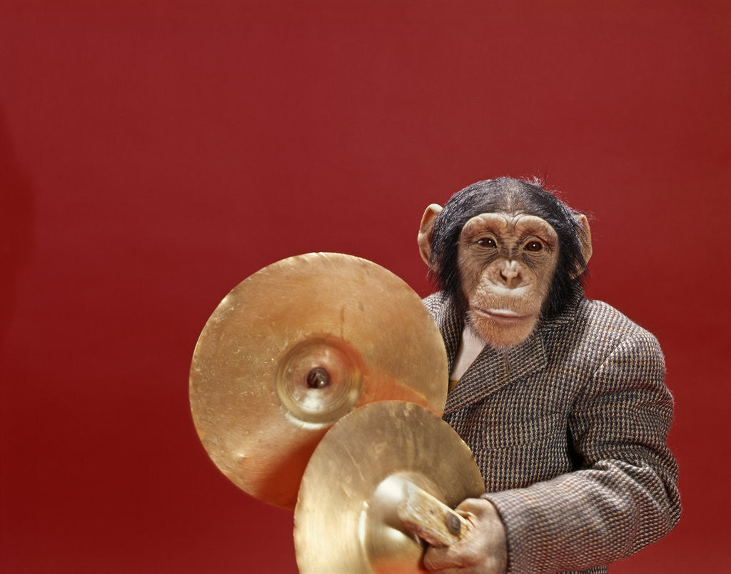 Detail of 1960s chimpanzee wearing suit and tie playing cymbals by Anonymous