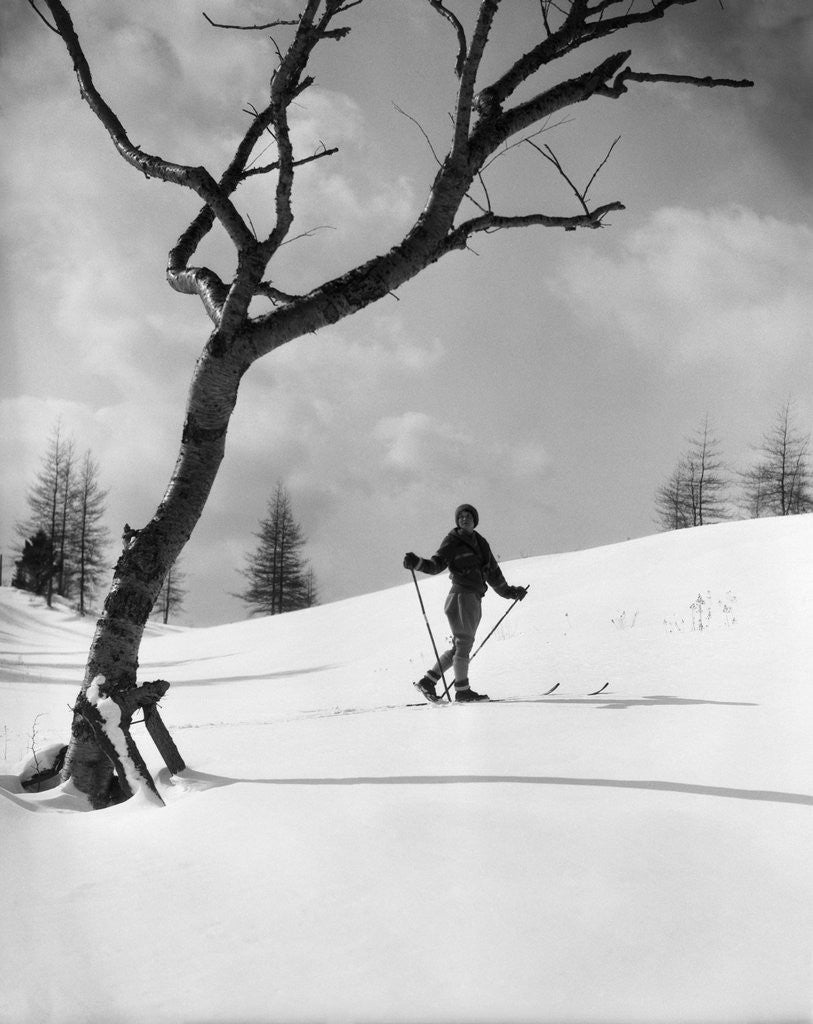Detail of 1920s 1930s silhouette of woman cross country skier near old tree by Anonymous