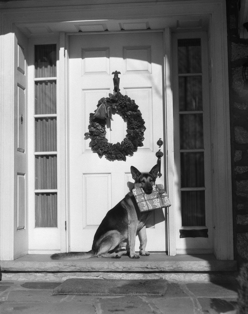 Detail of 1930s german shepherd dog sitting front door stoop porch holding christmas package in his mouth by Corbis