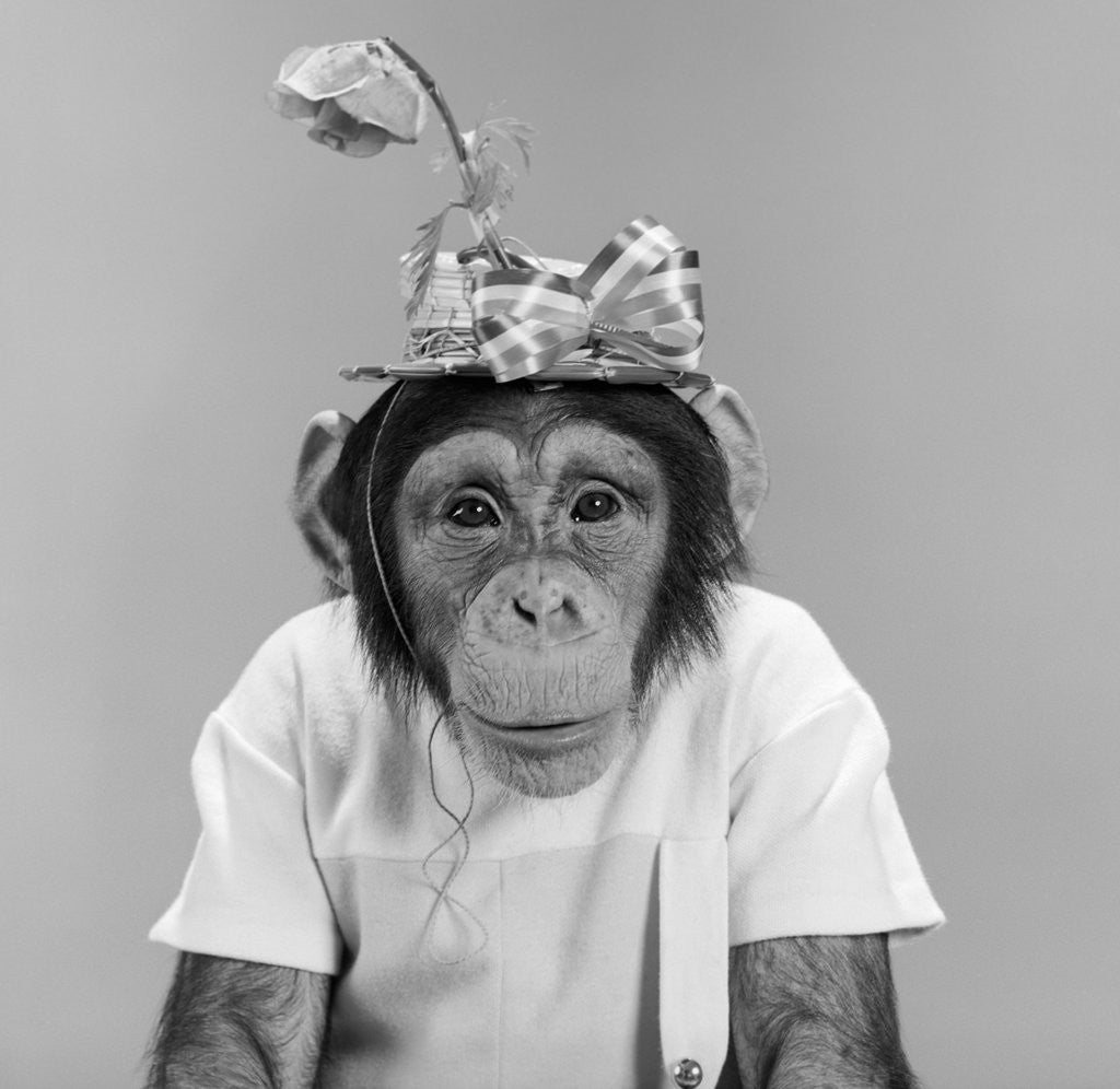 Detail of 1960s portrait monkey chimpanzee wearing stupid funny hat with bow and flower looking at camera by Corbis