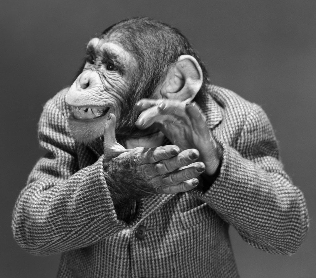 Detail of 1950s 1960s monkey chimp chimpanzee dressed business sport jacket clapping hands by Corbis